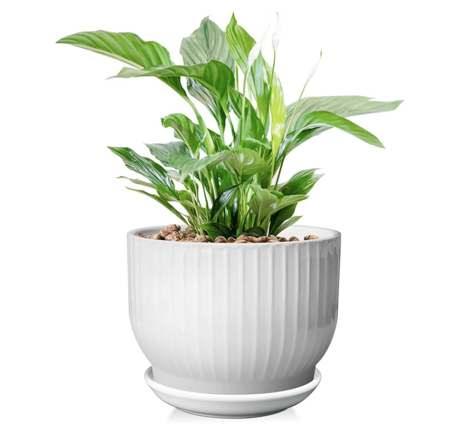 white ceramic pot with a plate and alocasia plant